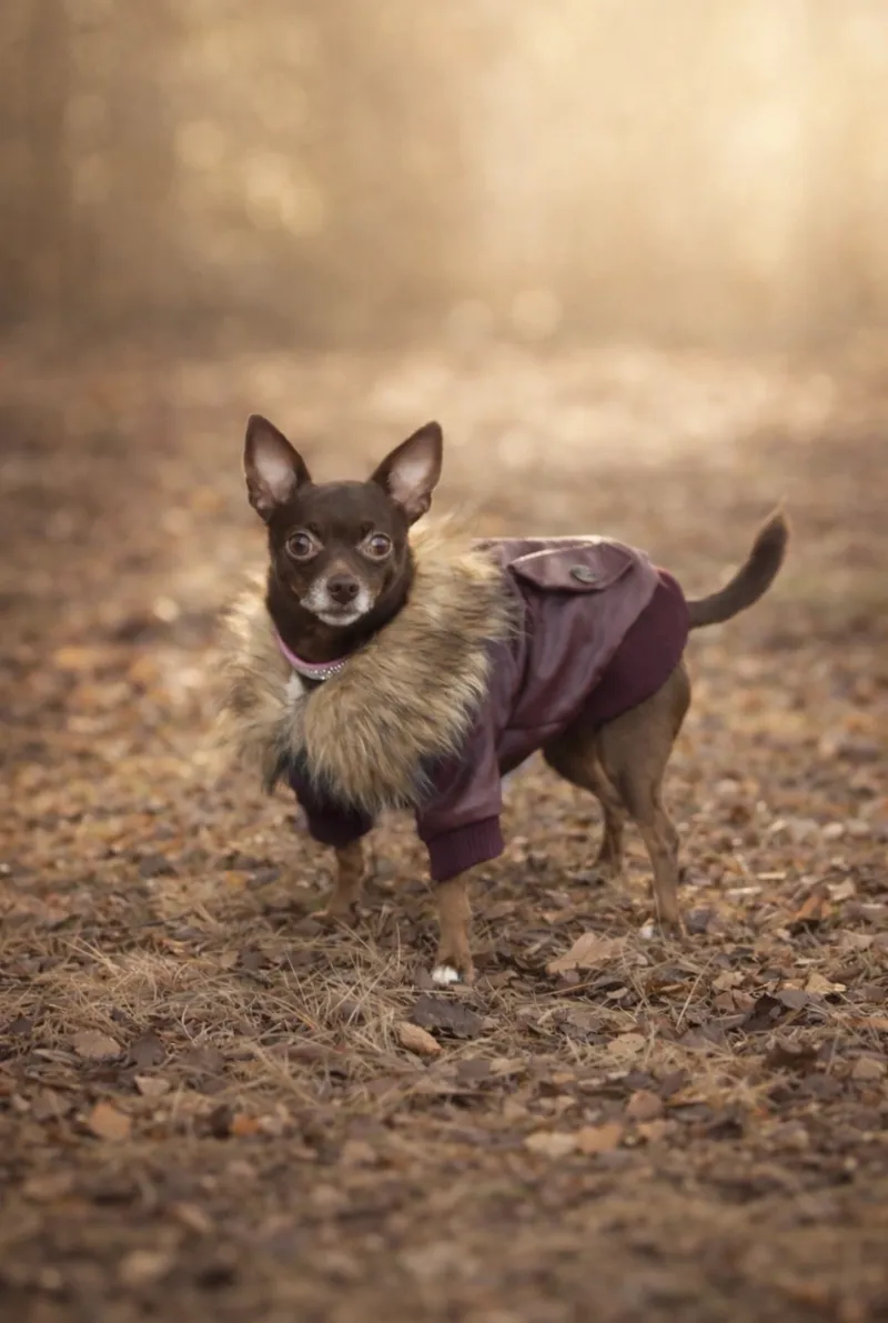 Pet photography session