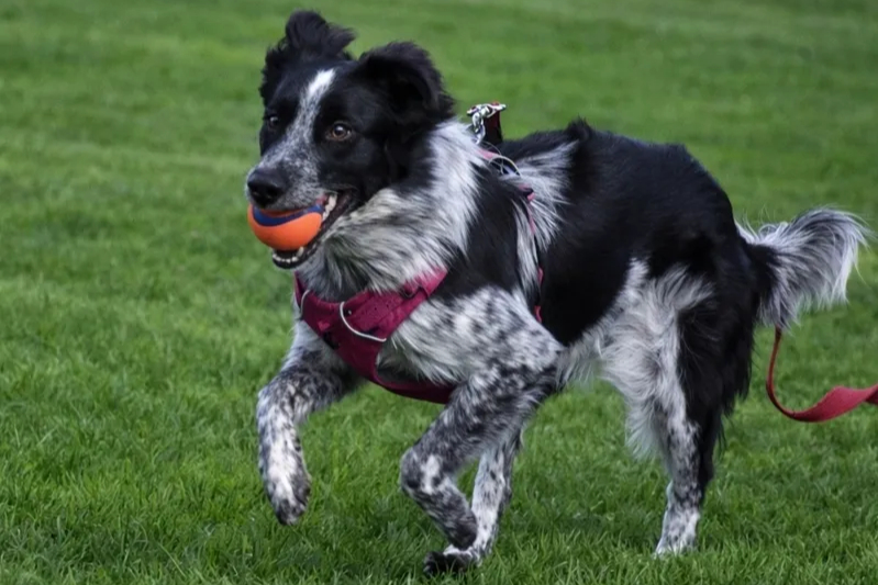 Pet photography session