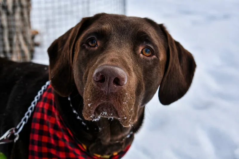 Dog portrait