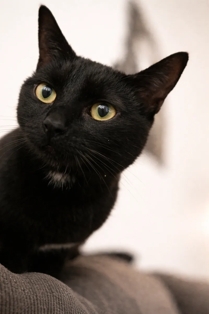 Pet photography session